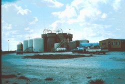 Benavides Plant